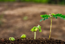 Optimizing Plant Nutrition for Healthy Growth