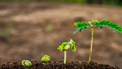 Optimizing Plant Nutrition for Healthy Growth