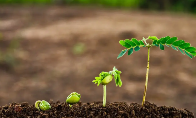 Optimizing Plant Nutrition for Healthy Growth