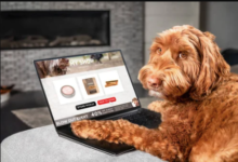 Searching for Dog Groomers Close to Me? Here’s What to Look For