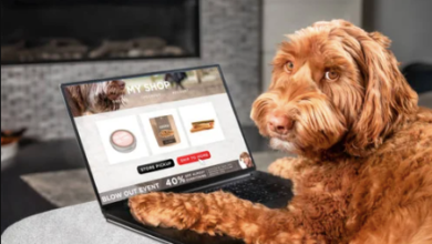 Searching for Dog Groomers Close to Me? Here’s What to Look For