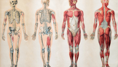 The Three-Dimensional Doctor: A Comprehensive Guide to Mastering the Human Form